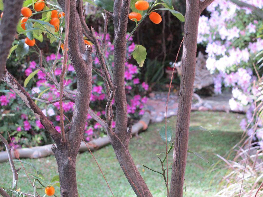 לינה וארוחת בוקר אוליבוס La Casona De Grace מראה חיצוני תמונה